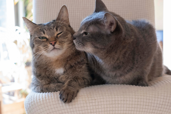nekokentei's tweet photo. 2026年9月29日　#招き猫の日 の

22時22分

ですにゃ🐾

https://t.co/LqOi0hUpjo

#ねこ検定 #猫検定 #猫 #ねこ #猫のいる暮らし𓃠  #猫時報 https://t.co/qJyRmnAfEr