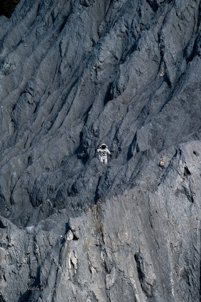 AlexBaling's tweet photo. Astronaut spotted...
Moshi Park, China
Oct 2025
Sony A9+400800G

#birdwatching #birdphotography #BirdTwitter #BirdsSeenIn2025 #wildlife #china #yunnanbirds #chinabirds  #chinawildlife https://t.co/kZEWDnojpK