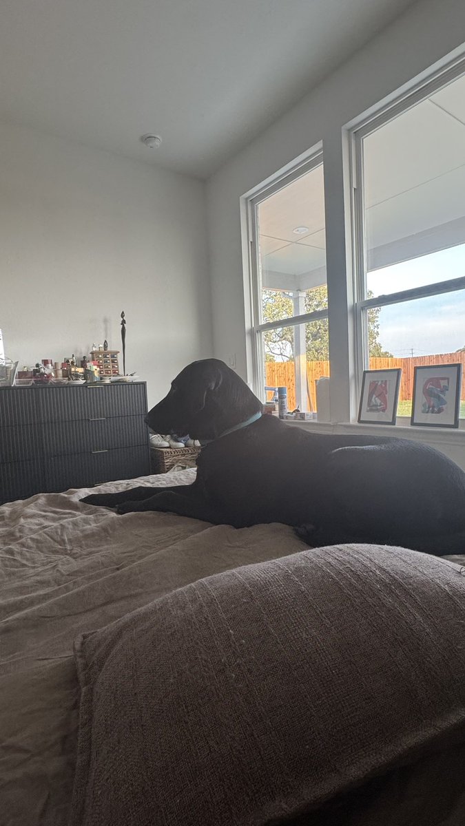 Chicanatravels's tweet photo. He’s not allowed on my bed but apparently in the new house we got new rules. 🙄 #spoiled https://t.co/LzsQBVnCEL