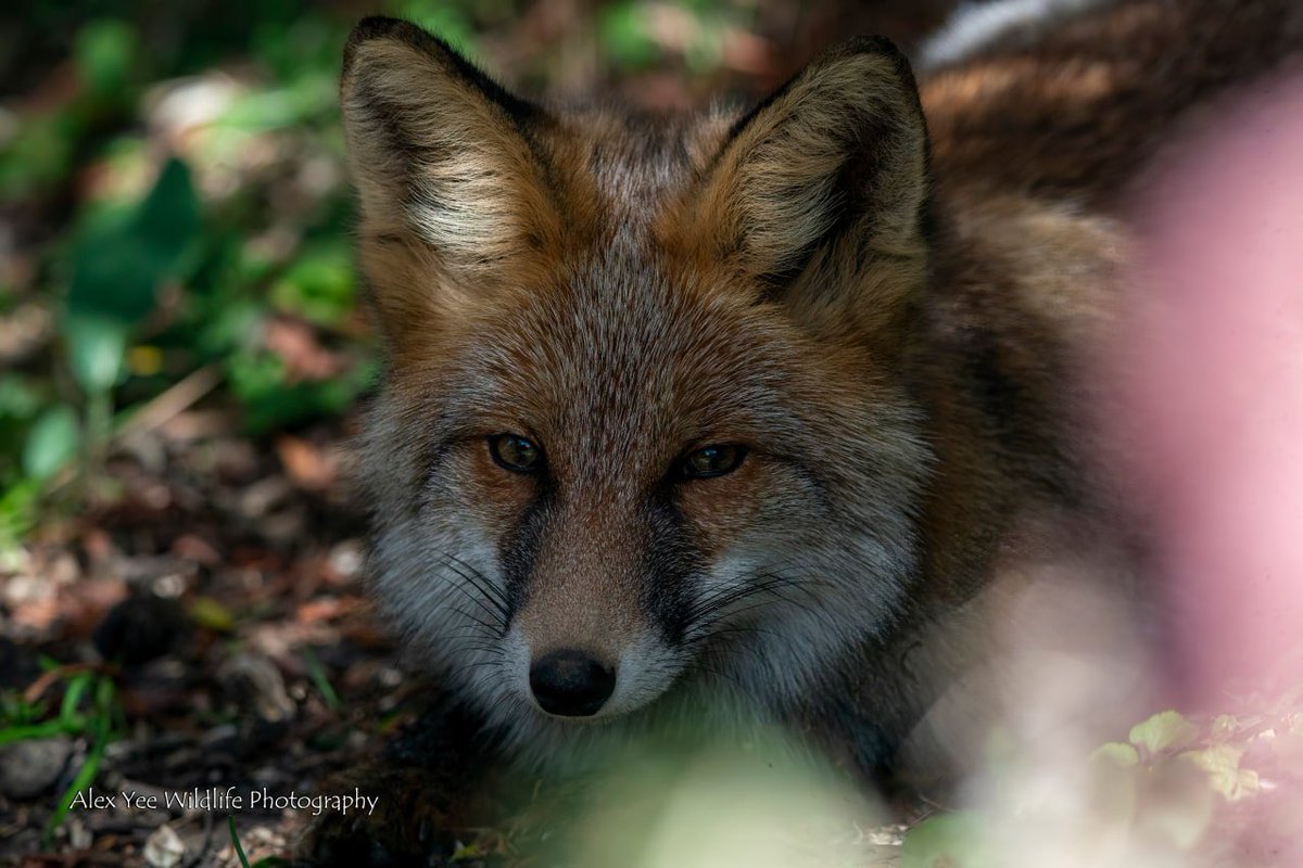 AlexBaling's tweet photo. Red Fox resting among the bushes..
Moshi Park, China
Oct 2025
Sony A9+400800G

#birdwatching #birdphotography #BirdTwitter #BirdsSeenIn2025 #wildlife #china #yunnanbirds #chinabirds  #chinawildlife https://t.co/fbkGnfT7ks