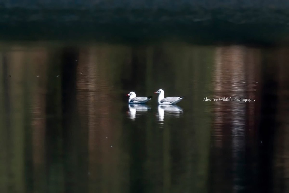 AlexBaling's tweet photo. Grey-headed Gull
Cuopuguo, China
Oct 2025
Sony A9+400800G

#birdwatching #birdphotography #BirdTwitter #BirdsSeenIn2025 #wildlife #china #yunnanbirds #chinabirds  #chinawildlife https://t.co/giPbVmmoUJ