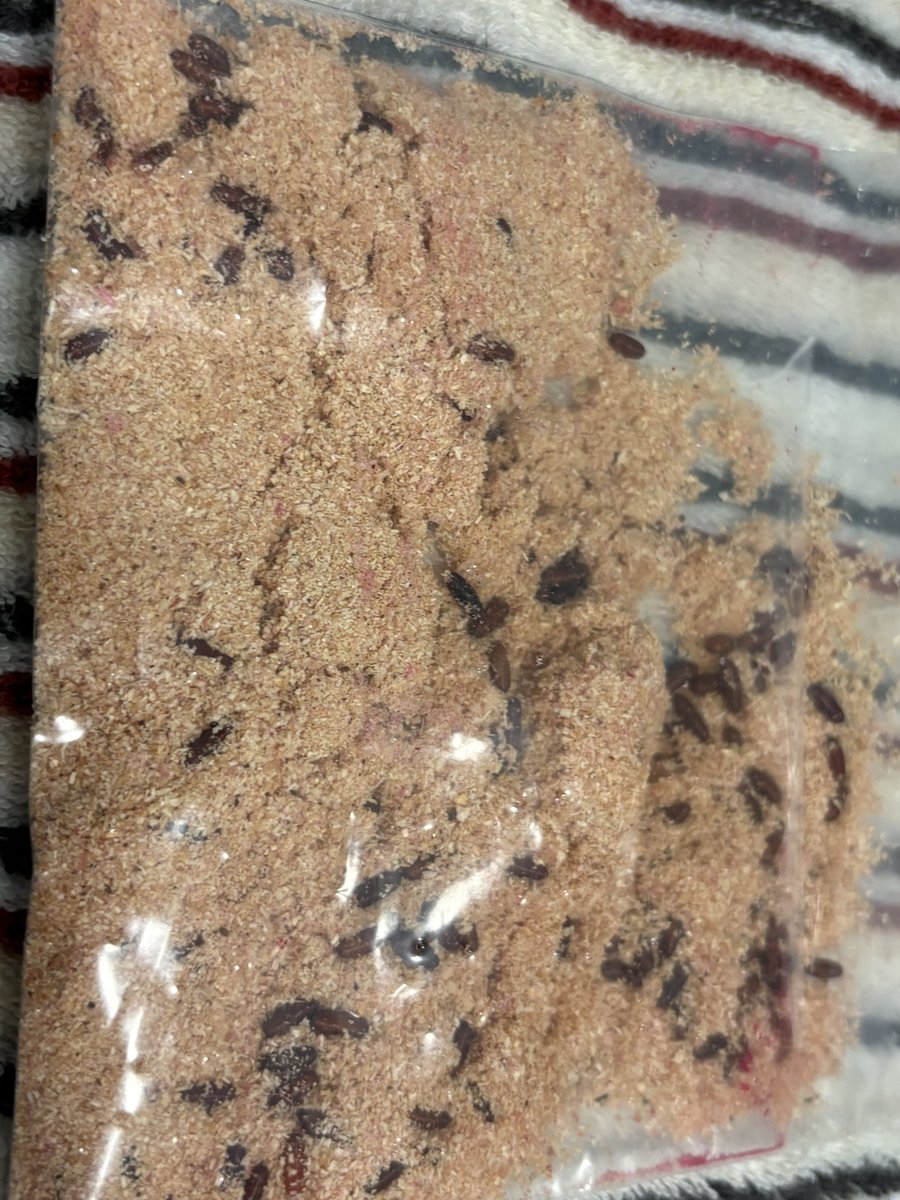 tanumaFuku's tweet photo. ワカサギ釣りの特エサ「タムラビット」の紅サシ版を育て始めたんだけど数日で蛹に。
温度管理が悪かったかー🙏 https://t.co/IFmVBmbgV8