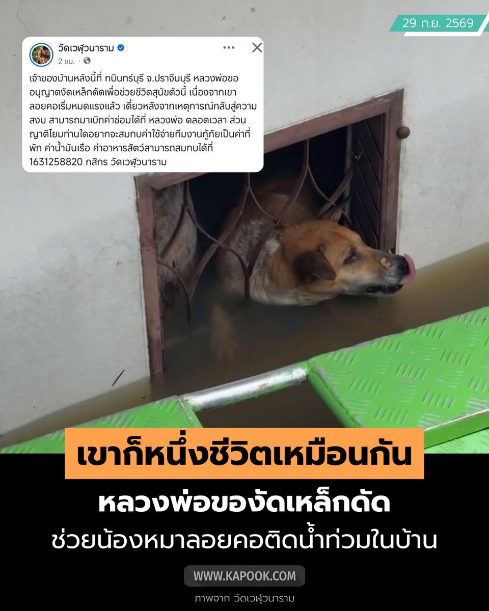 kapookdotcom's tweet photo. เขาก็หนึ่งชีวิตเหมือนกัน... 🐕
เมื่อหลวงพ่อเจอน้องหมาลอยคออยู่ในบ้าน แต่ติดเหล็กดัด ไม่สามารถออกมาได้
จึงตัดสินใจของัดเหล็กดัดเพื่อช่วยชีวิตน้อง
.
โดยทางหลวงพ่อ #วัดเวฬุวนาราม #ปราจีนบุรี ได้โพสต์แจ้งญาติโยม บอกว่าหลังเหตุการณ์สงบ เจ้าของบ้านสามารถมาเบิกค่าซ่อมได้ที่หลวงพ่อตลอดเวลา
.
ต่อมาหลวงพ่อได้อัปเดตว่า จำเป็นต้องรื้อหลังคาเพื่อช่วยเขาออกมา  เพราะกลัวหากปล่อยไว้นานเขาจะหมดแรง สู้ต่อไม่ไหว
.
ขอร่วมอนุโมทนาบุญกับหลวงพ่อและทีมอาสา และส่งกำลังใจให้กับผู้ประสบภัยทุกท่านด้วยนะคะ
 #เมตตาธรรมค้ำจุนโลก #น้ำท่วม