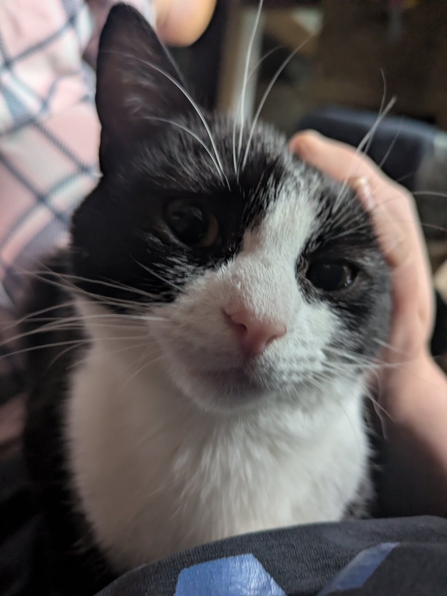 edgelessPhotos's tweet photo. fool doesnt know shes going to the vet in an hour https://t.co/5cfIkJk4uU