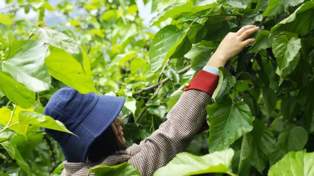 shift_princ_51e's tweet photo. My dad planted mulberry trees before passing, now I tend them with pride—those tiny leaves hold so many memories. https://t.co/wEPmiCabOP