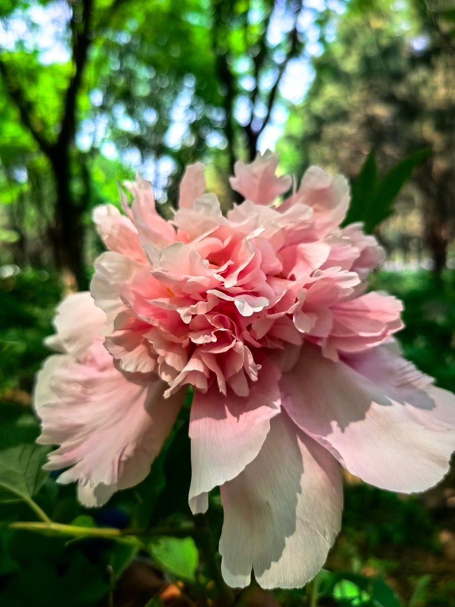 briandcha_5_702's tweet photo. I wish the peony, arrow, and fragrant blossoms bring you warmth and good luck today! https://t.co/LIK7lZhQ33