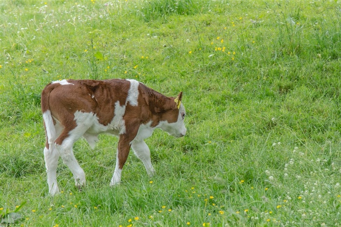 meet_ted92__4c4's tweet photo. Wow, that cozy little corral has a glow—look at this cute, lonely calf here! https://t.co/slIKdafMvp