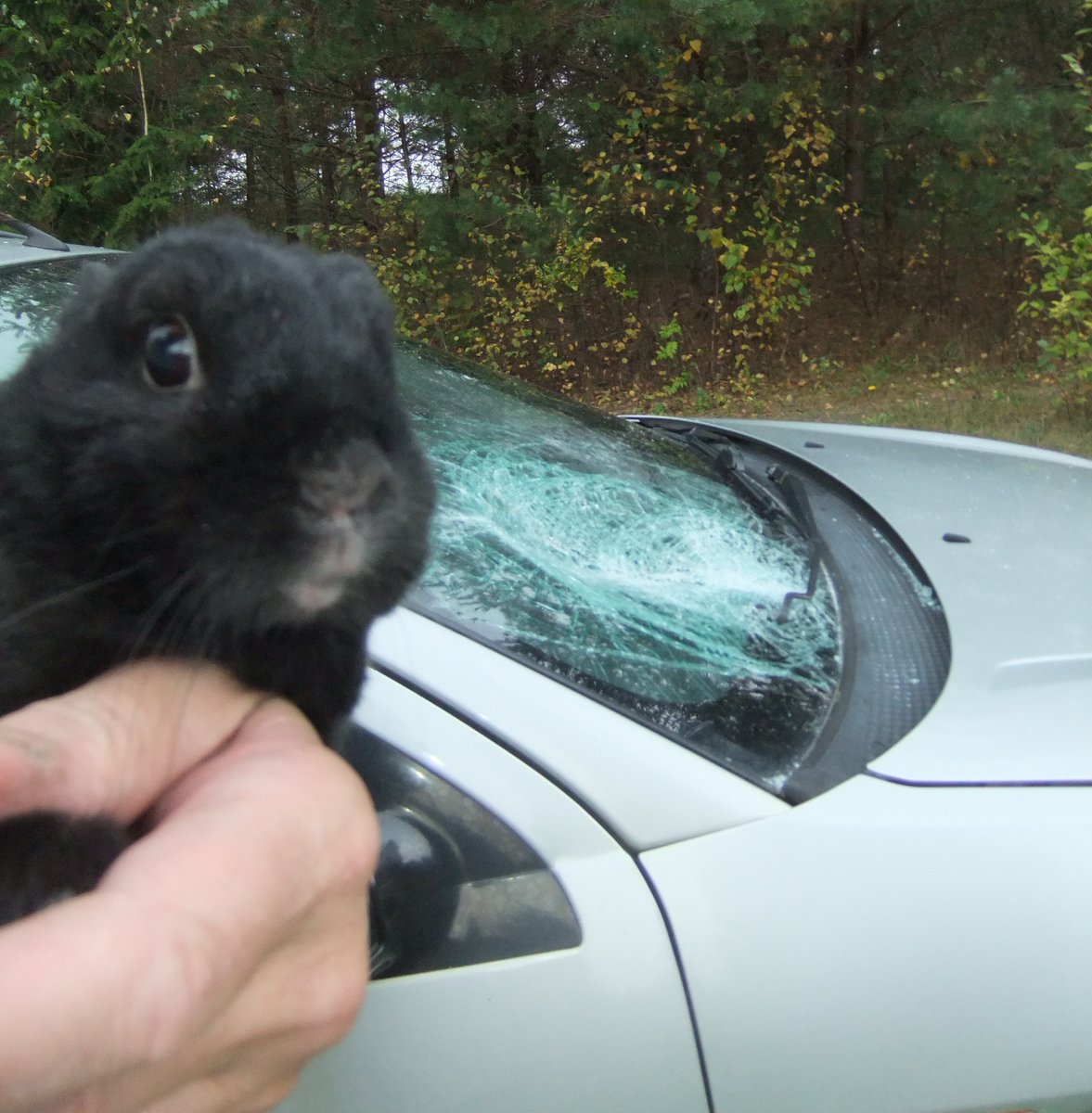 trabbitsan's tweet photo. Little Prince is pleased because human dad says he's a tough boy, coz he slept through the whole thing'.

On the way back from the vet trip on Sunday we were hit by a large piece of metal from a truck travelling in the opposite direction, carrying scrap. It hit the car behind it and bounced, launching it straight into our windscreen at a combined speed of what I'd guess was around 140/kmh.

The bun travel cases strapped down alongside me were showered with splintered glass and so was I. 
Prince slept through the whole incident 🤣 and the other three were completely unperturbed, relaxing, taking it all in their stride. 
I's just fortunate that I always ensure to cover them with a blanket so the buns feel comfy and safe. It sure saved a load of glass exploding through the vents of the cases and raining all over them...
And then they all slept all the way home. 🤣

Brave little bunnies. 🐰🐰🐰🐰😊