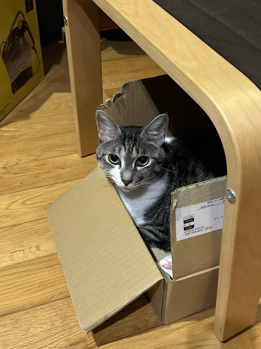 mitsuru1234's tweet photo. お気に入りの箱の中で療養中！骨折の調子は良くなっているかい？もうすぐ病院検査に行く日だね。 https://t.co/cKZ2d4ozMx