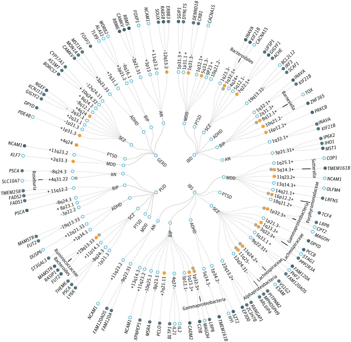 NTFabiano's tweet photo. This is a map of the shared genetics between gut and mental disorders. https://t.co/UbEoNxy3KN