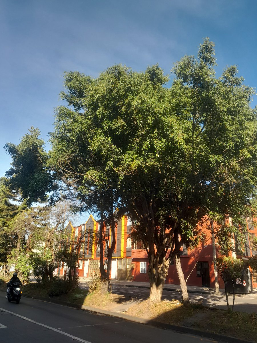 wfgd1970's tweet photo. 290926
07:50
Carrera 110 Callle 75B
Árbol con ramas a punto de caer.
Entidades encargadas que procedan a la intervención.
#bomberos
#enel
#eaab
Bogotá
#urbano https://t.co/zEhKbSgSyY