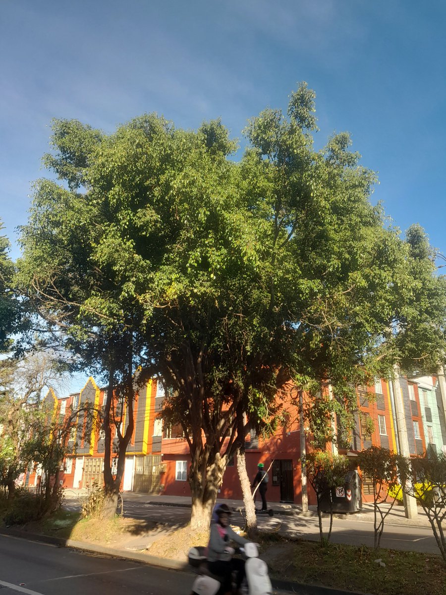 wfgd1970's tweet photo. 290926
07:50
Carrera 110 Callle 75B
Árbol con ramas a punto de caer.
Entidades encargadas que procedan a la intervención.
#bomberos
#enel
#eaab
Bogotá
#urbano https://t.co/zEhKbSgSyY