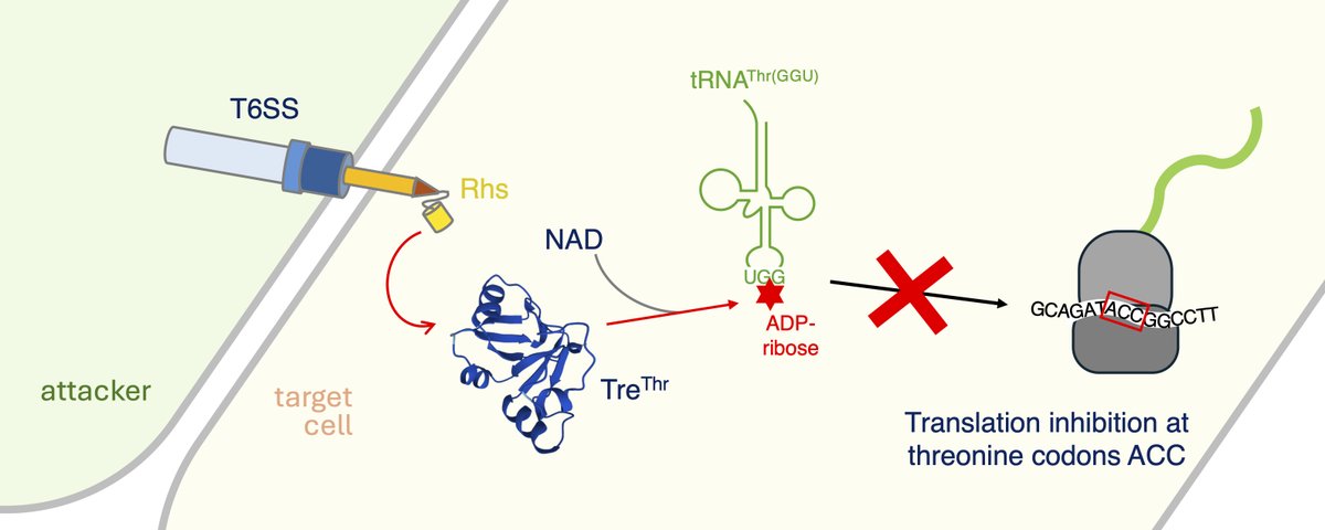 CascalesLab's tweet photo. New study in @NAR_Open 🧬 
A #T6SS-delivered Rhs toxin from Chromobacterium violaceum, TreThr, is an ADP-ribosyltransferase that selectively modifies charged tRNAThr(GGU), blocking ACC codon decoding &amp; shutting down protein synthesis in rival bacteria. 
https://t.co/YV8XUMXDFI https://t.co/dUu6Cc4tWI