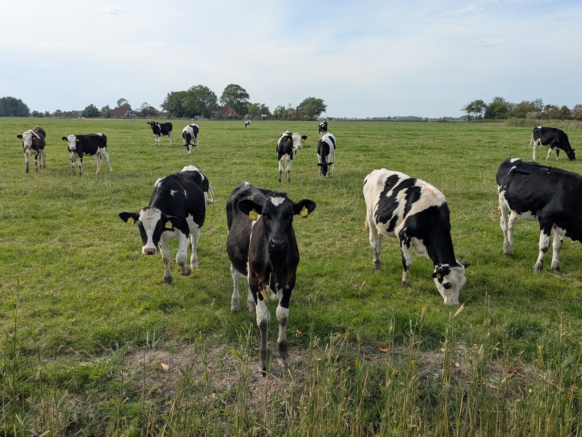 Nordwestroute's tweet photo. Eckwarderhörne... Geht immer.... #Fedderwardersiel #butjadingen #nordsee #wesermarsch #Burhave #tossens #eckwarderhörne #Ruhwarden #Langwarden https://t.co/sCbVKicg2O
