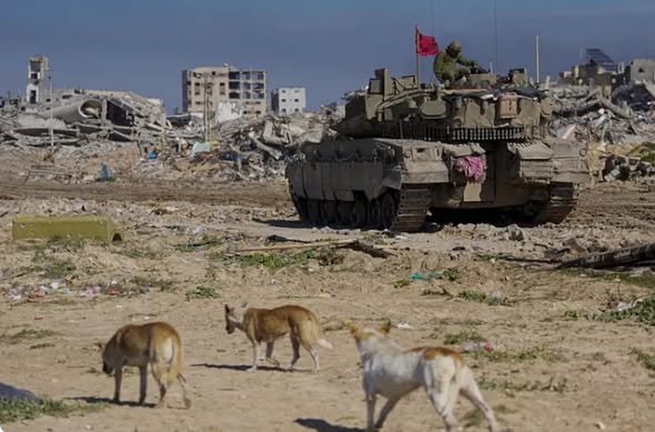 24newspal's tweet photo. "عدو مفاجئ".. عشرات الثعالب ومئات الكلاب السائبة وآلاف الجرذان والفئران تم رصدها في الفترة الأخيرة في مستوطنات غلاف غزة، وتتجول قرب المنازل وتثير مخاوف المستوطنين.
وبحسب الموقع العبري، فإنه ومنذ اندلاع الحرب، تواجه أيضا مستوطنات غلاف تسللا لمئات الكلاب السائبة من قطاع غزة. https://t.co/UsUkIJjVb3