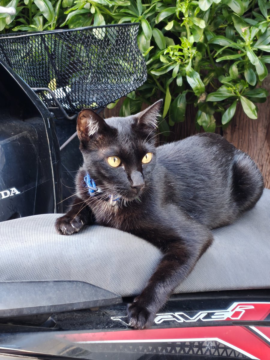 Boo_lunaa's tweet photo. ชอบการเดินกลับหอเพราะได้เติมแมวนี่แหละ 🐈‍⬛ https://t.co/p33m24YuDG