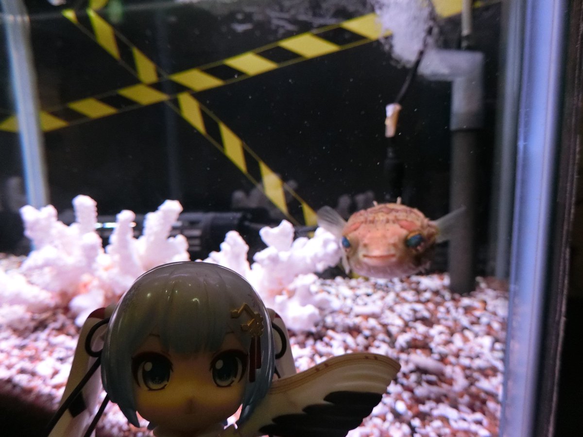 mabo2dayo's tweet photo. ｢ご存知ハリセンボン～♪｣
…身の危険を感じると膨らんでトゲトゲになるんですよね
｢ちなみに美味いらしい～♪｣
…マジすか https://t.co/0uRu0mVMEq
