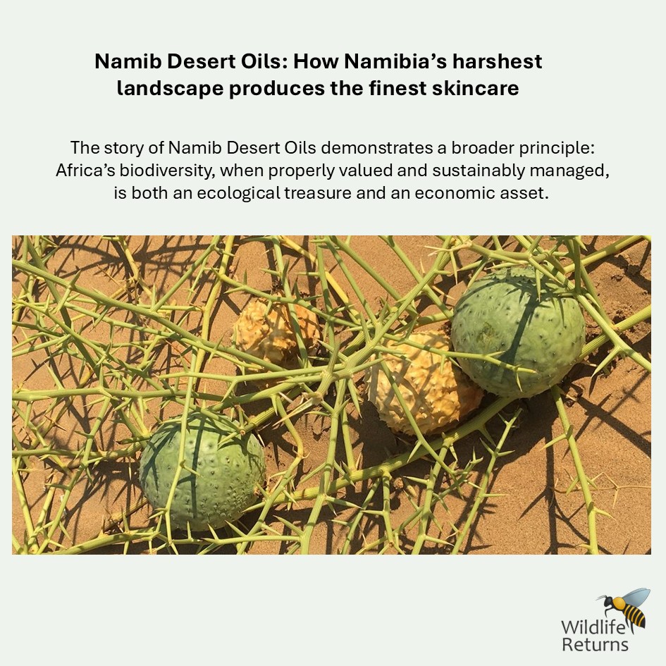 WildlifeReturns's tweet photo. Wild ingredients come from amazing landscapes and are used in unexpected ways. Think desert oils from Namibia used in the cosmetics industry. 

A short article by Naomi June:
https://t.co/JLE9WzpJ6K https://t.co/j6SjEahYJP
