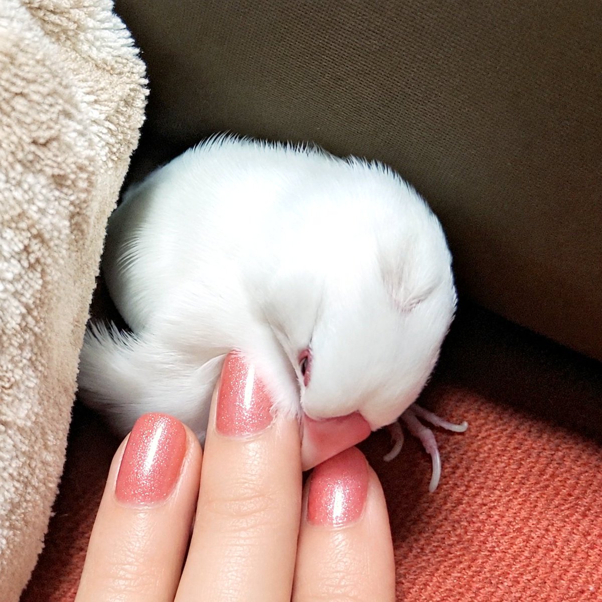 torikameinu's tweet photo. 「俺から離れるな…」とくちばしでさらに胸に抱き寄せられた https://t.co/sJbdzOZCXu