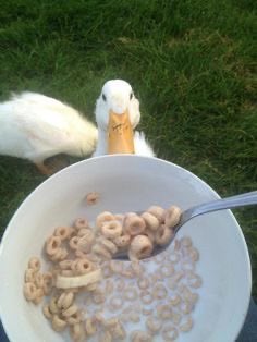 duckys_circus's tweet photo. Goood morning, everyone! Hope you all have a wonderful morning and make sure to have breakfast and hydrate! 🍞💕 https://t.co/Tarp4In4P6