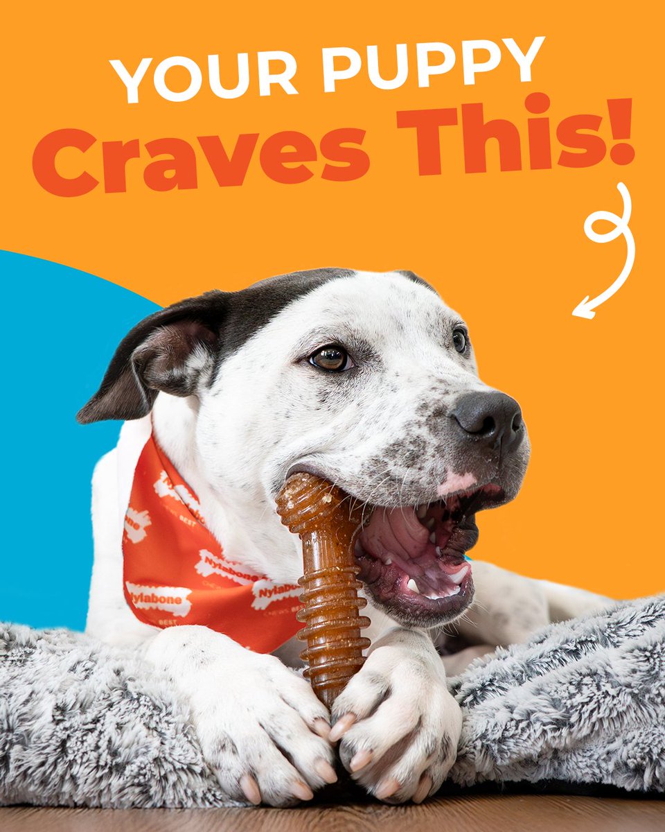 nylabone's tweet photo. Now for puppies! 🐶 Chew toys with REAL beef &amp; bacon are here to keep your new best friend chewing...because even teething puppies crave BIG flavor. Find them at @Amazon, @Chewy, and @Walmart.com

https://t.co/9DnxPodSik

#Nylabone #amazon #chewy #walmart #dogtoys #chewtoys https://t.co/plO0i0ROym