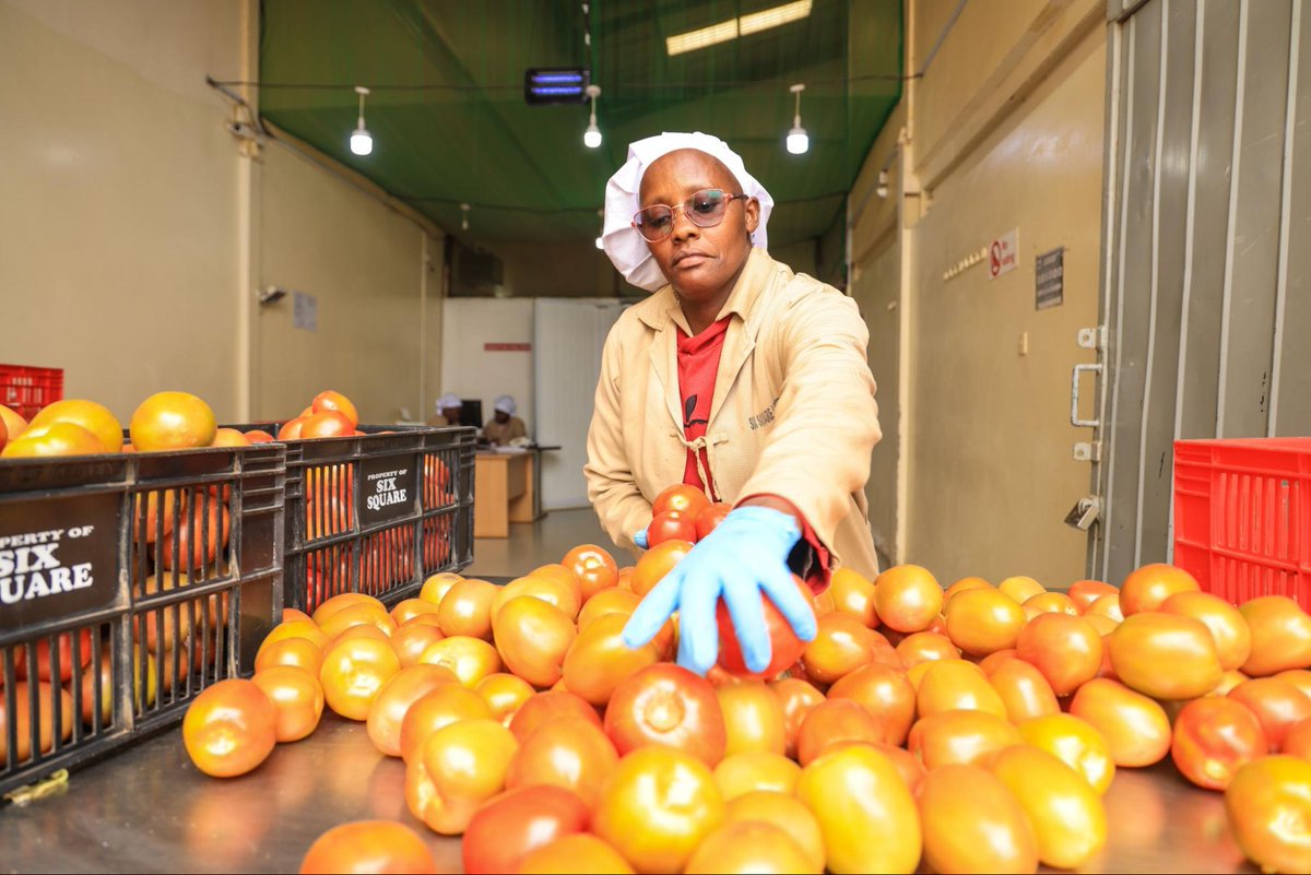 TechnoServe's tweet photo. Food loss isn’t just wasted produce, it’s lost opportunity. 🇰🇪
In Kenya, TechnoServe’s NutriSave program and the Baba Mboga app connect surplus produce to 200+ informal food vendors (70%+ women), turning imperfect crops into affordable meals.

Read more: https://t.co/w0sE2lHMyV https://t.co/i6817mHyjG