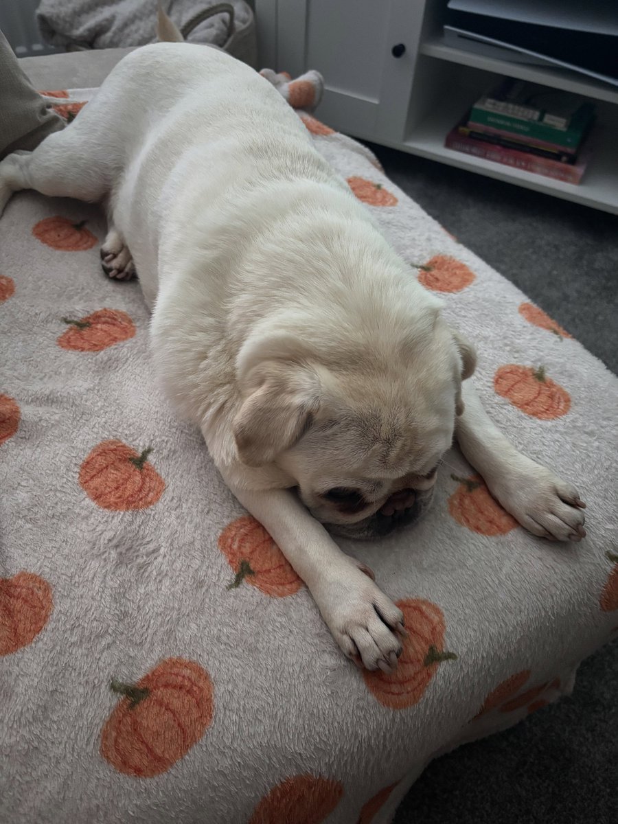 FaithDebenkts7's tweet photo. Saying goodbye to this cutie for a week while we go on holiday and he stays at my dad’s house 😭🥺 https://t.co/yX6SA88S0R