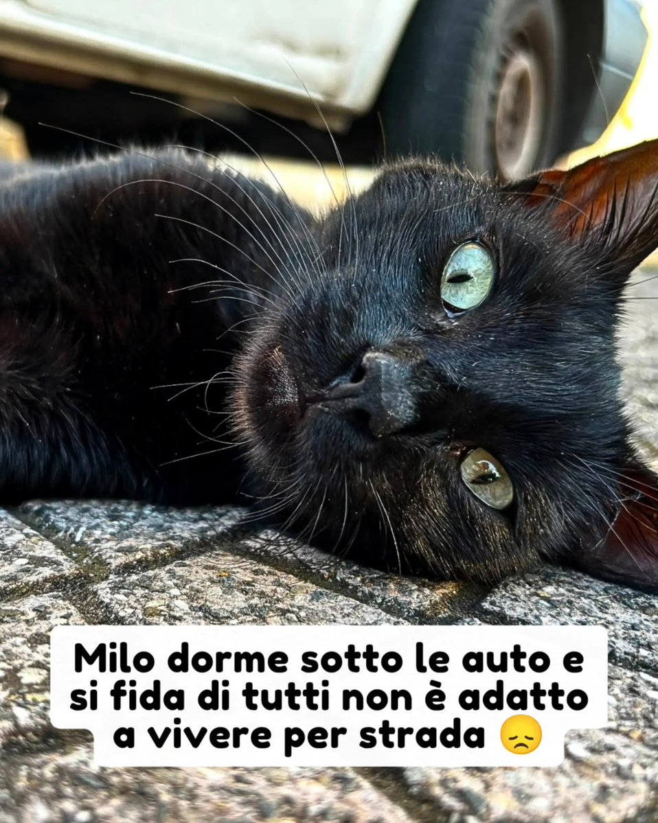 PetsProof's tweet photo. Info 339 6822853

​Milo non conosce la diffidenza. È un micio buono e affettuoso, si avvicina a chiunque passi per chiedere una carezza, fa le fusa e si fida ciecamente di tutti. Ma per un gatto che vive per strada, questa bontà può essere pericolosa #gatto #micio https://t.co/X19Q3RRpvm