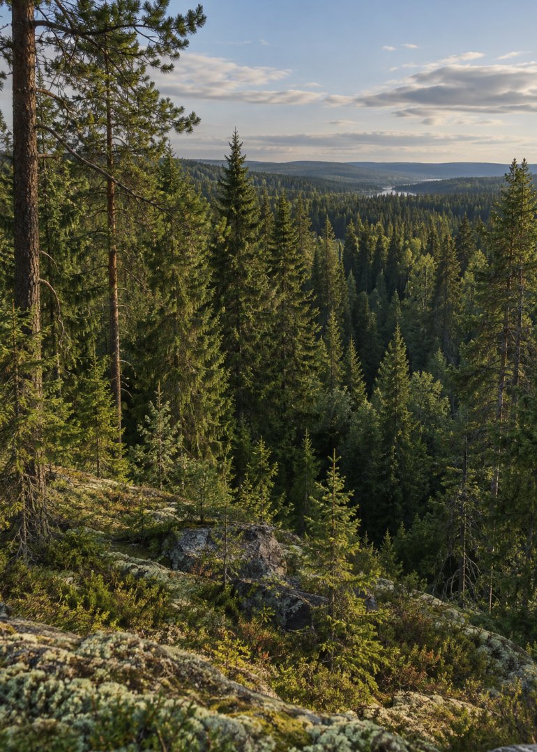 Polymarket's tweet photo. JUST IN: Palantir CEO Alex Karp has reportedly acquired a massive swath of Swedish forest spanning 15,000 hectares. https://t.co/ahGCv2RR6h