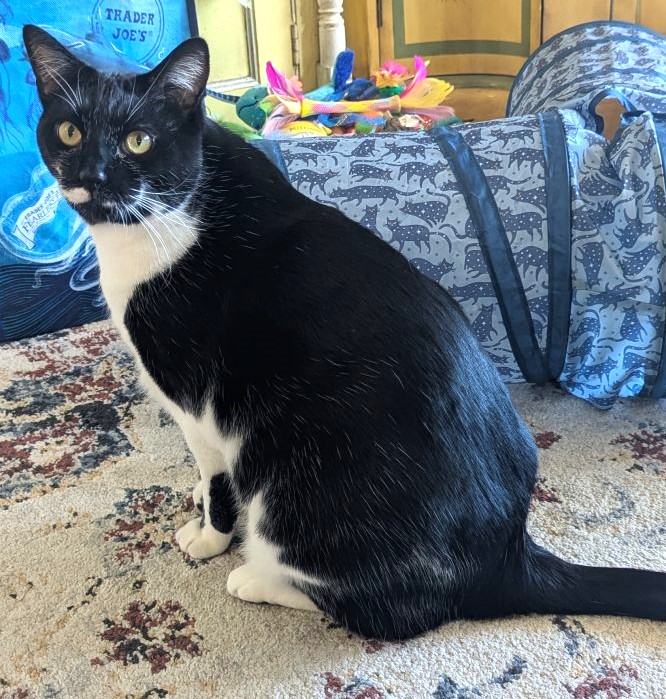 sachikoko's tweet photo. 🙏🏽PLZ SHARE
💝Big, Handsome 17lb 5YO🎩#Tuxie Kitty "MOON"💝
😿💔Recently Lost His Home
🔊Needs A New, Quiet &amp; Patient🏡#FureverHome🏡
▶️https://t.co/yJv7wvRSvn
🙏🏽#AdoptDontShop🍀#AdoptABlackCat🍀
#Monterey, #CA #CentralCoast #NorCal
✅Cats @CatsOldies #RehomeHour #US #Cats https://t.co/how4SdRpSo