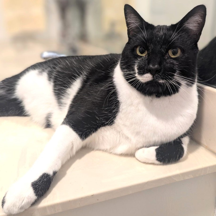 sachikoko's tweet photo. 🙏🏽PLZ SHARE
💝Big, Handsome 17lb 5YO🎩#Tuxie Kitty "MOON"💝
😿💔Recently Lost His Home
🔊Needs A New, Quiet &amp; Patient🏡#FureverHome🏡
▶️https://t.co/yJv7wvRSvn
🙏🏽#AdoptDontShop🍀#AdoptABlackCat🍀
#Monterey, #CA #CentralCoast #NorCal
✅Cats @CatsOldies #RehomeHour #US #Cats https://t.co/how4SdRpSo