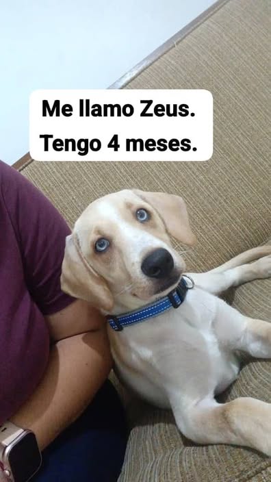 A64029345's tweet photo. ADOPTA SOLO CARACAS,,📷 Vacunado: Si tiene dos dosis de sextuple
📷 Desparasitado: Si
📷 Contacto para adopción: 04143144534
Finita
📷 Ubicación: Caracas
Nota: Se busca hogar solo
en Caracas; donde se pueda hacer seguimiento y checar la mascota https://t.co/Nu8z9JwHWS