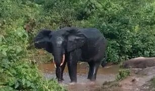 infoplus_cd's tweet photo. Kasaï-Central : un éléphant a tué un homme, Kalala Martin, ce mardi à Mikalayi (Kazumba). L'animal, qui rôde depuis samedi, inquiète les habitants, qui appellent les services de protection de la faune à intervenir. #Kasaï #Kazumba https://t.co/pgMt6ZHgQt