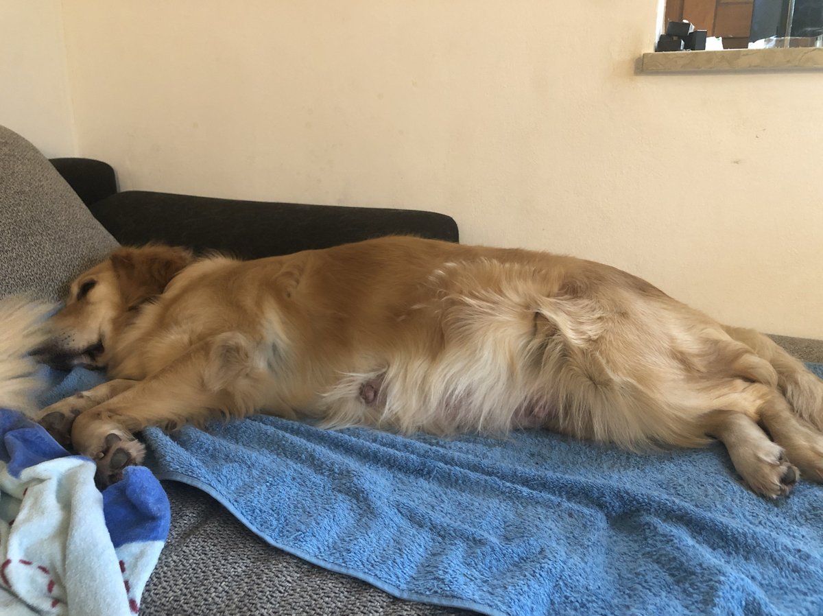 KendraCheclfo's tweet photo. My fluffy pup curled up on my lap as I worked—best office buddy a girl could ask for, no meetings required just all the snuggles ， https://t.co/FTnQBNXdeV