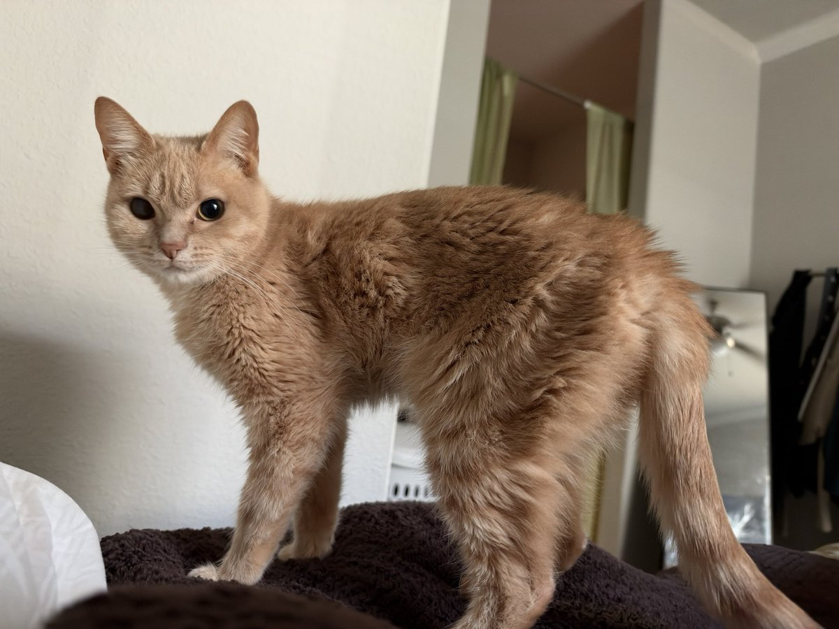 felinemechanic's tweet photo. very plush this morning https://t.co/67lxPojOdf