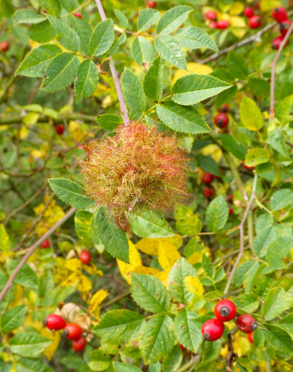 beatricegroves1's tweet photo. Robin's pincushion &amp; rosehips🌹🐦🌹
The wild rose gall of the bedeguar wasp is called Robin's Pincushion after Robin Goodfellow/Puck (of Midsummer Night's Dream fame)🧚‍♂️ #FolkloreThursday
 'Bedeguar’ is Persian for a type of thistle. https://t.co/hsHqniHfhk