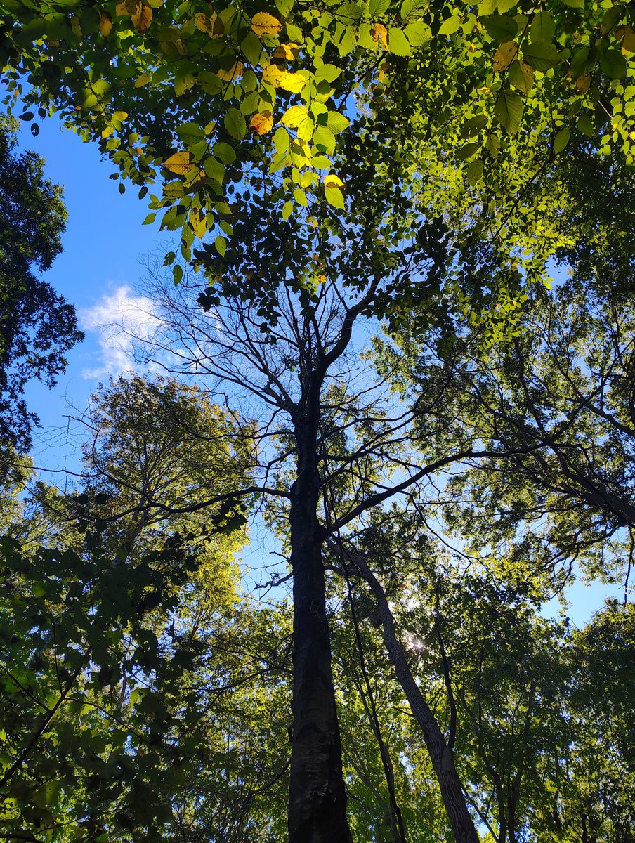 toesvcker's tweet photo. the only time I ever look up is to see the trees https://t.co/Enr5f0qlFz