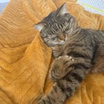 Photo by Hilda the wonder cat🌻🐈‍⬛ (@SarahJ_Thomson)