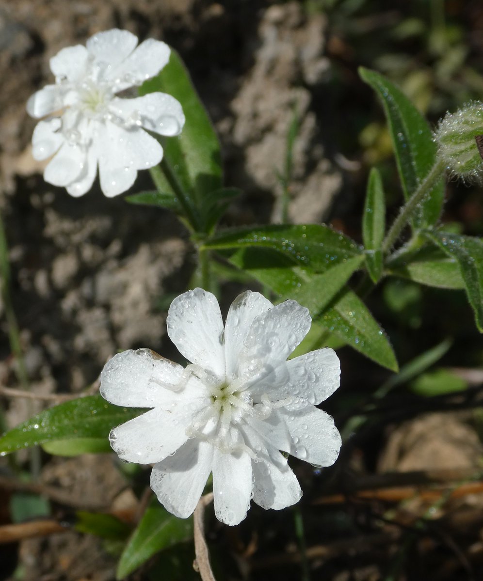 beatricegroves1's tweet photo. The cool beauty of a wild, late-flowering campion🤍
Campion is a nymph of the woods, meadows &amp; wild places - its Latin name 'Silene' was invented by Linnaeus as a feminine form of Silenus, tutelary deity of forests and field margins🌿🤍🌿 https://t.co/bCJzTLDurK