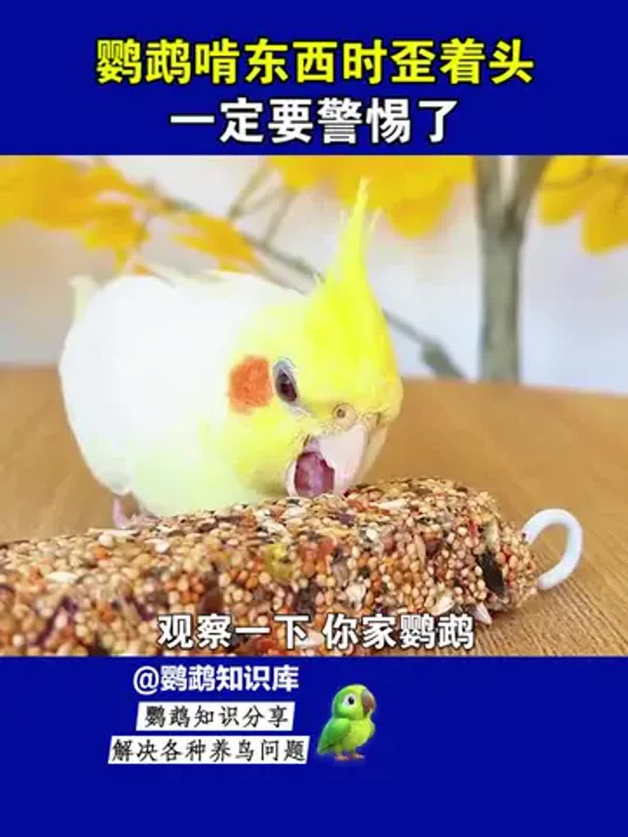 david_krin's tweet photo. [Hey guys, check this out! My friend’s pet parrot loves to “吭敌付逗盎” when it sees us—what a funny little guy!]， https://t.co/5BMzO41iPC
