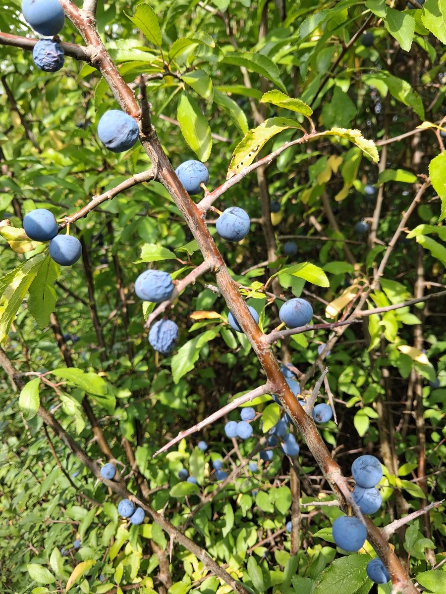 A1an_M's tweet photo. Emerald leaves fade
Autumn's splendour fills the frame
It's a sloe news day
#haikuTuesday https://t.co/Kz8sraND5d