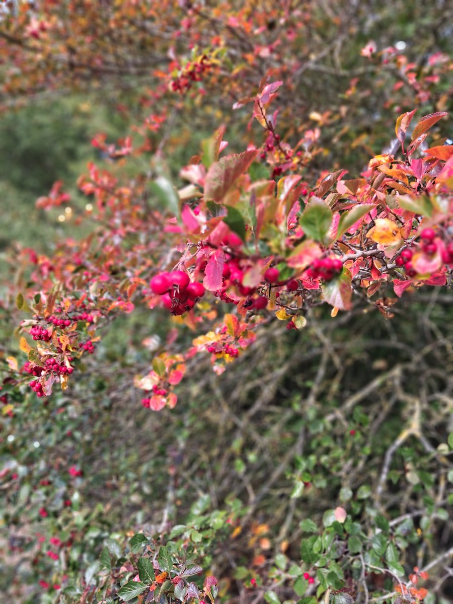 A1an_M's tweet photo. Emerald leaves fade
Autumn's splendour fills the frame
It's a sloe news day
#haikuTuesday https://t.co/Kz8sraND5d
