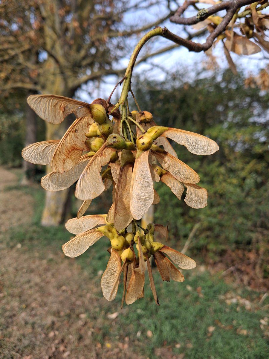 A1an_M's tweet photo. Emerald leaves fade
Autumn's splendour fills the frame
It's a sloe news day
#haikuTuesday https://t.co/Kz8sraND5d