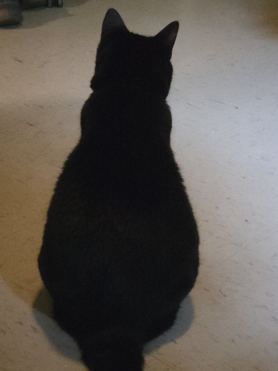 Smils_Anim22's tweet photo. Here's a picture of my cat, still trying to figure out what to make. https://t.co/UJsAjIEvIc
