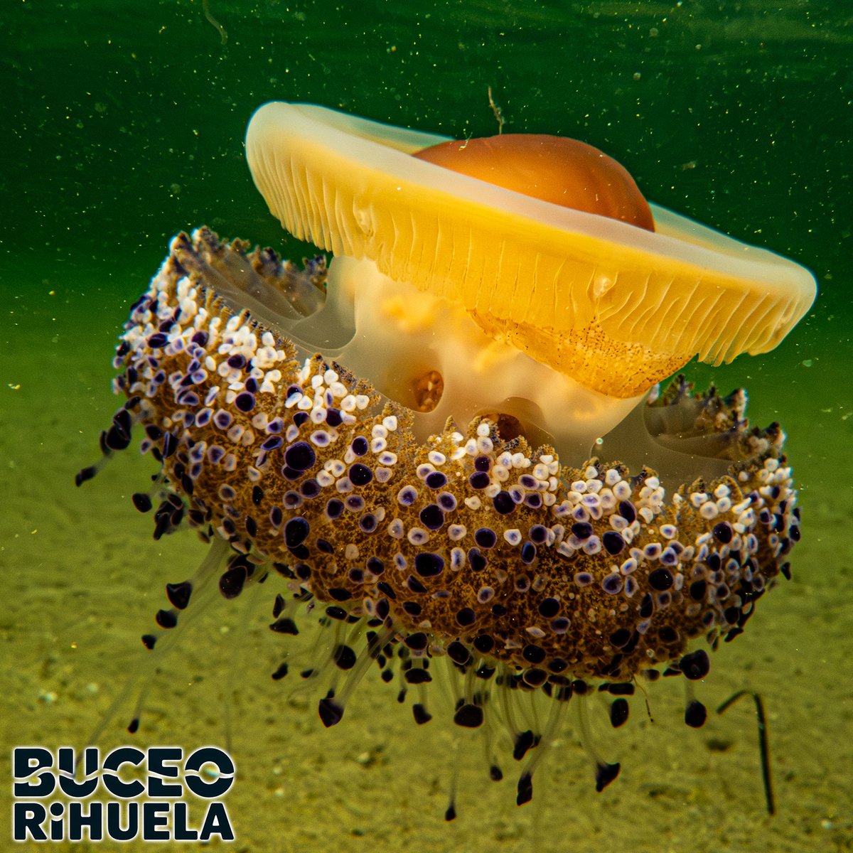 BuceoOrihuela's tweet photo. La Medusa Huevo Frito (Cotylorhiza tuberculata) tiene forma de plato y son una de esas medusas que son prácticamente inofensivas para las personas.

1/3

OM-System TG7
Leton Power Tynny 13FD 2200LM x 2
Leton Power Tynny  13SD

#medusa #fotosub #foto #buceo  #marmenor @Letonpower https://t.co/oZ50Ua4sz0