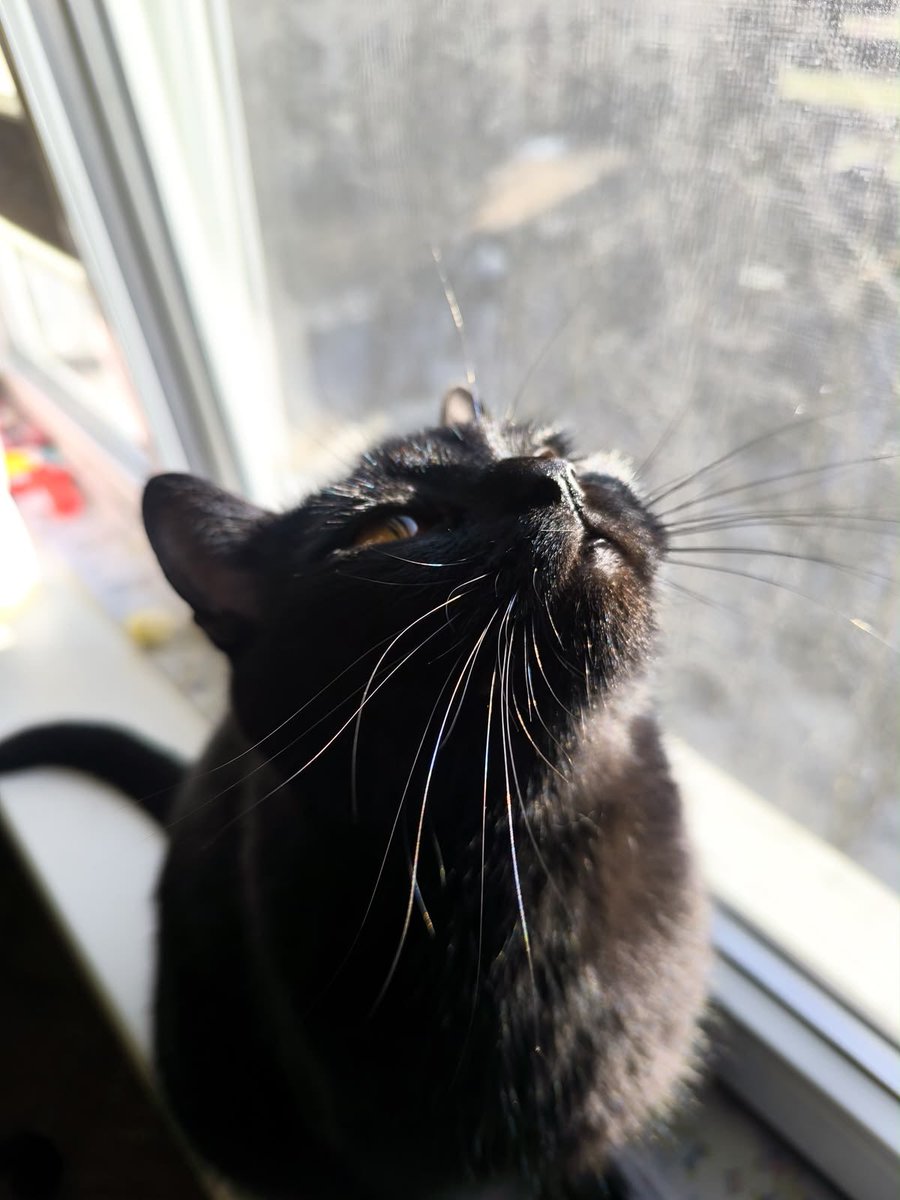blackscats's tweet photo. https://t.co/5Aq7cUsp72
