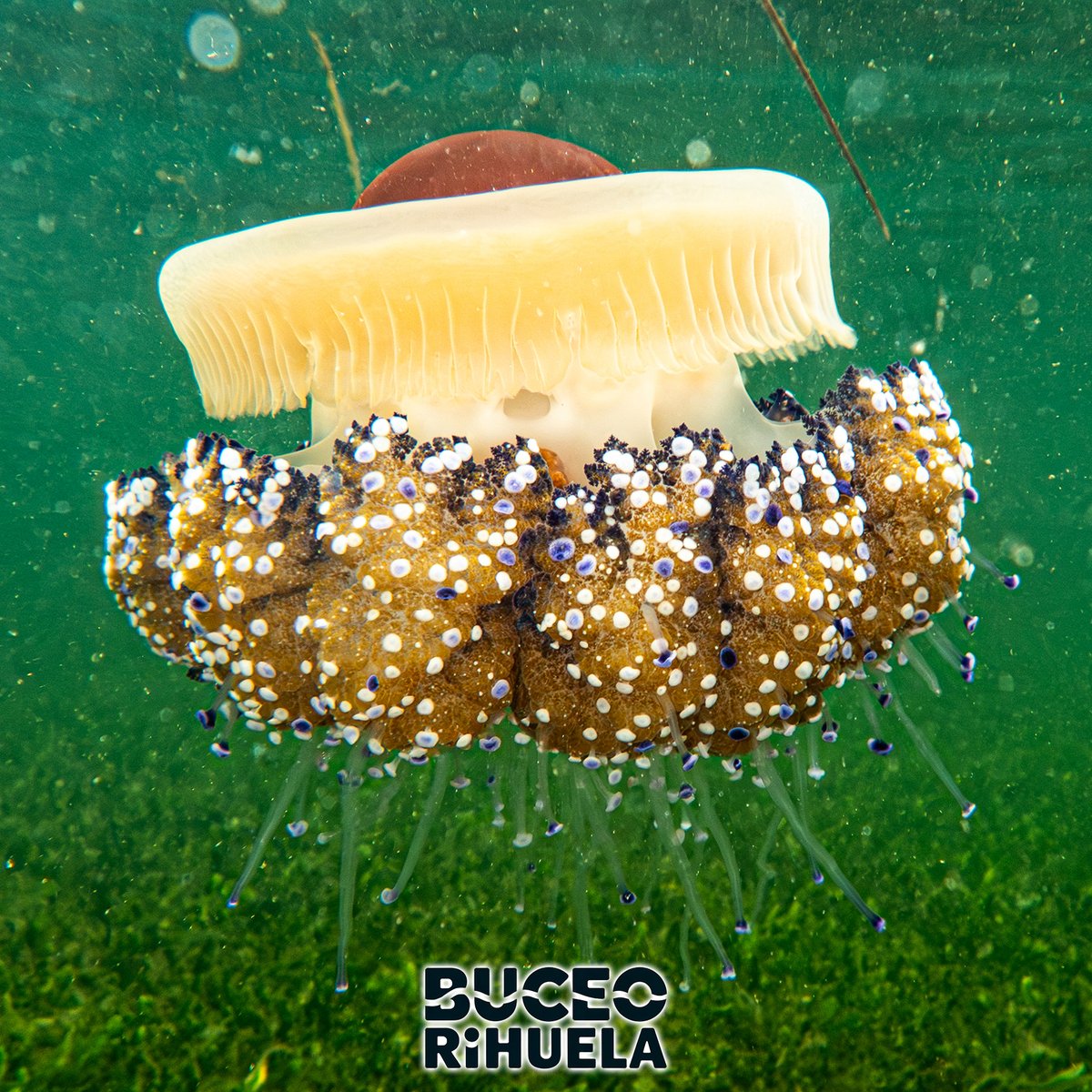 BuceoOrihuela's tweet photo. La Medusa Huevo Frito (Cotylorhiza tuberculata) tiene forma de plato y son una de esas medusas que son prácticamente inofensivas para las personas.

1/3

OM-System TG7
Leton Power Tynny 13FD 2200LM x 2
Leton Power Tynny  13SD

#medusa #fotosub #foto #buceo  #marmenor @Letonpower https://t.co/oZ50Ua4sz0