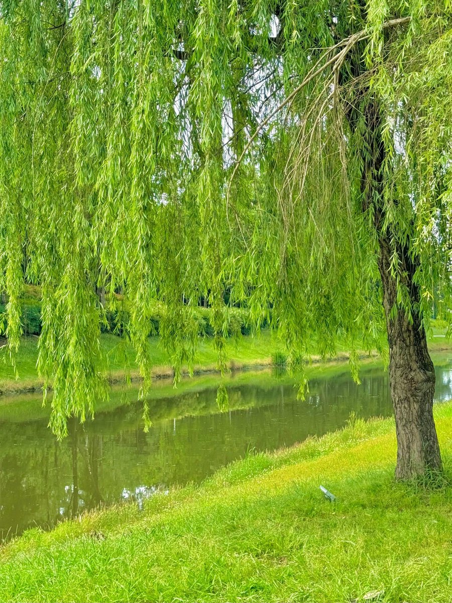 drkashl135's tweet photo. Just found a hidden corner where Rong, Xian, Bai bring warm vibes u0026 quiet beauty https://t.co/iolS08lbLh