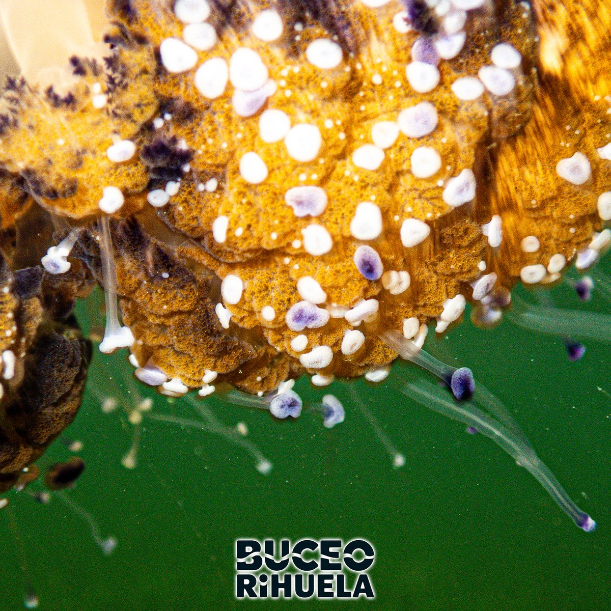 BuceoOrihuela's tweet photo. La Medusa Huevo Frito (Cotylorhiza tuberculata) tiene forma de plato y son una de esas medusas que son prácticamente inofensivas para las personas.

1/3

OM-System TG7
Leton Power Tynny 13FD 2200LM x 2
Leton Power Tynny  13SD

#medusa #fotosub #foto #buceo  #marmenor @Letonpower https://t.co/oZ50Ua4sz0