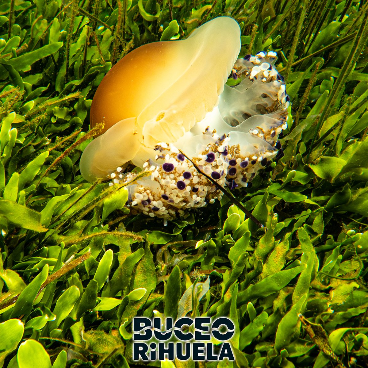 BuceoOrihuela's tweet photo. La Medusa Huevo Frito (Cotylorhiza tuberculata) tiene forma de plato y son una de esas medusas que son prácticamente inofensivas para las personas.

1/3

OM-System TG7
Leton Power Tynny 13FD 2200LM x 2
Leton Power Tynny  13SD

#medusa #fotosub #foto #buceo  #marmenor @Letonpower https://t.co/oZ50Ua4sz0